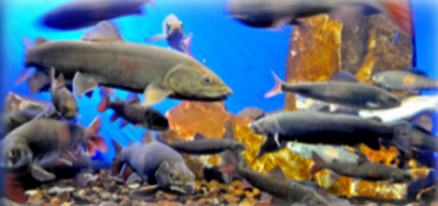 貝加爾湖生態博物館