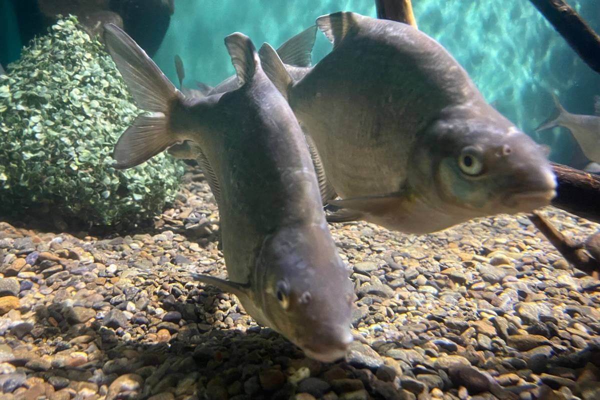 貝加爾湖生態博物館