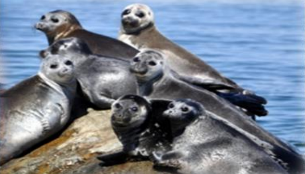 貝加爾湖海豹島