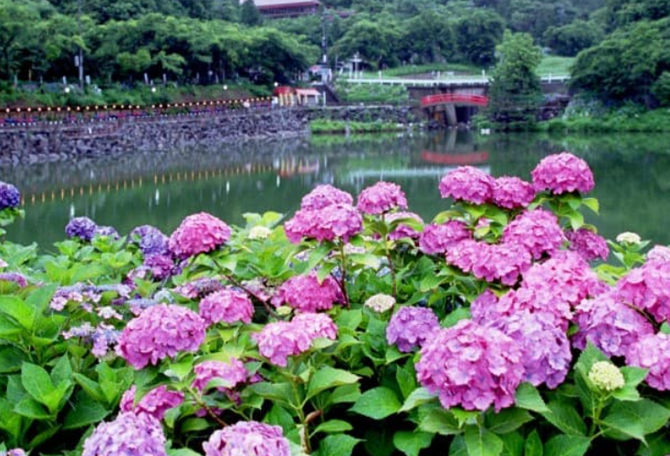 形原溫泉紫陽花之里（六月期間限定）