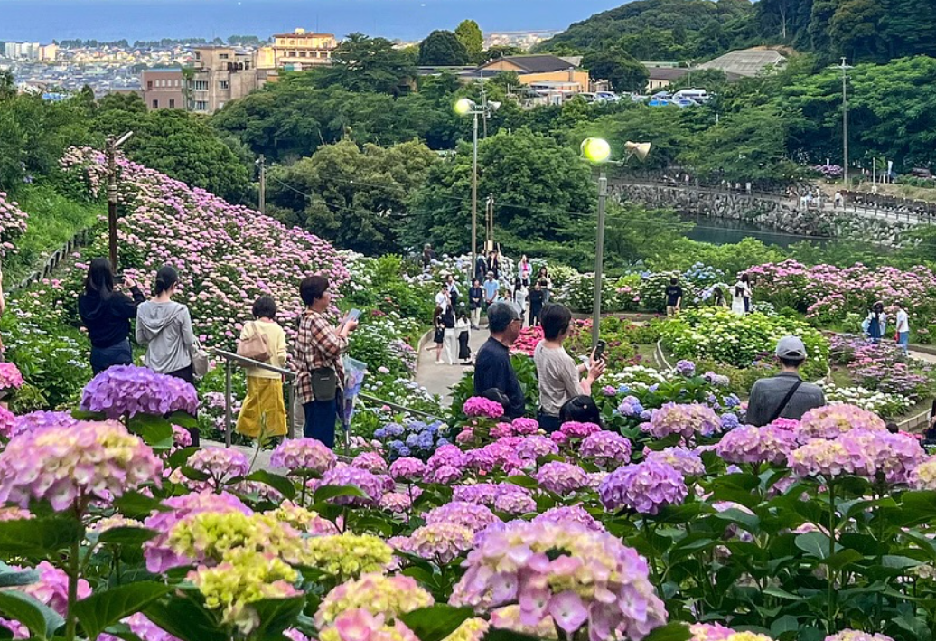 形原溫泉紫陽花之里（六月期間限定）