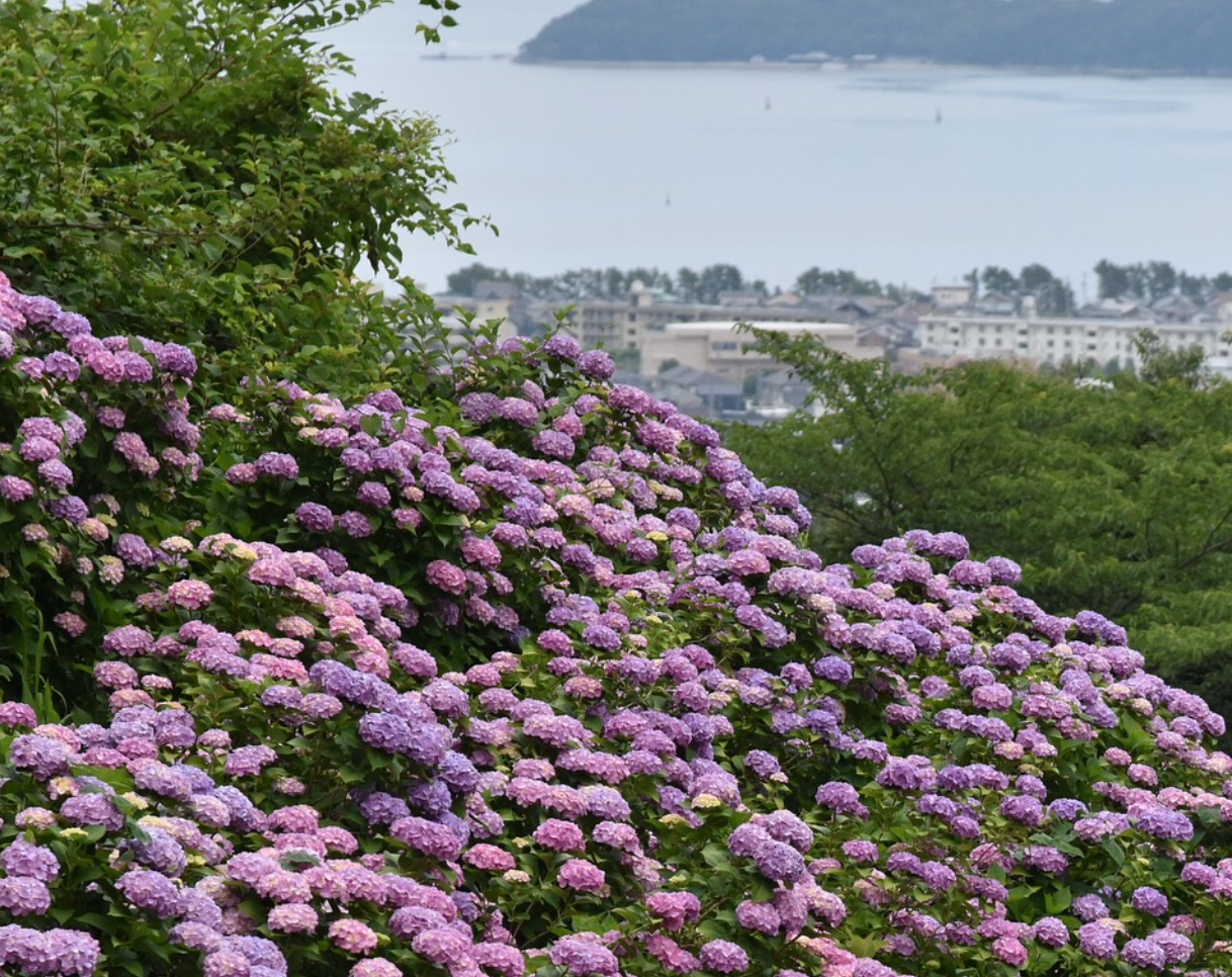 形原溫泉紫陽花之里（六月期間限定）