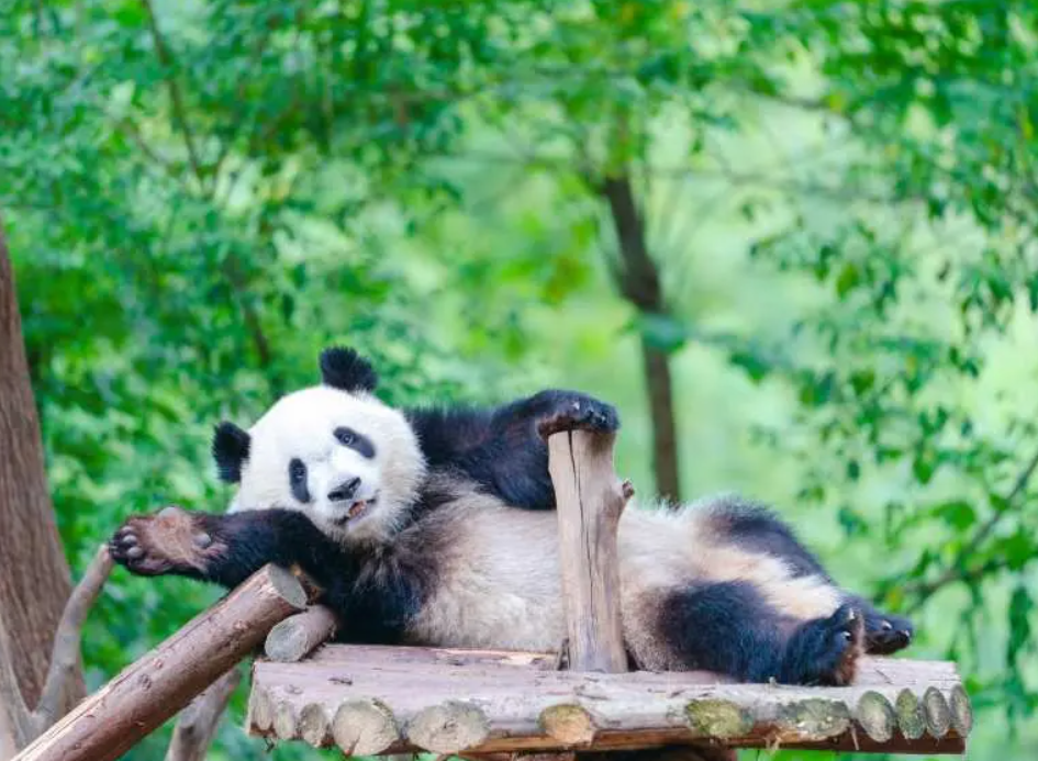 熊貓繁育研究基地