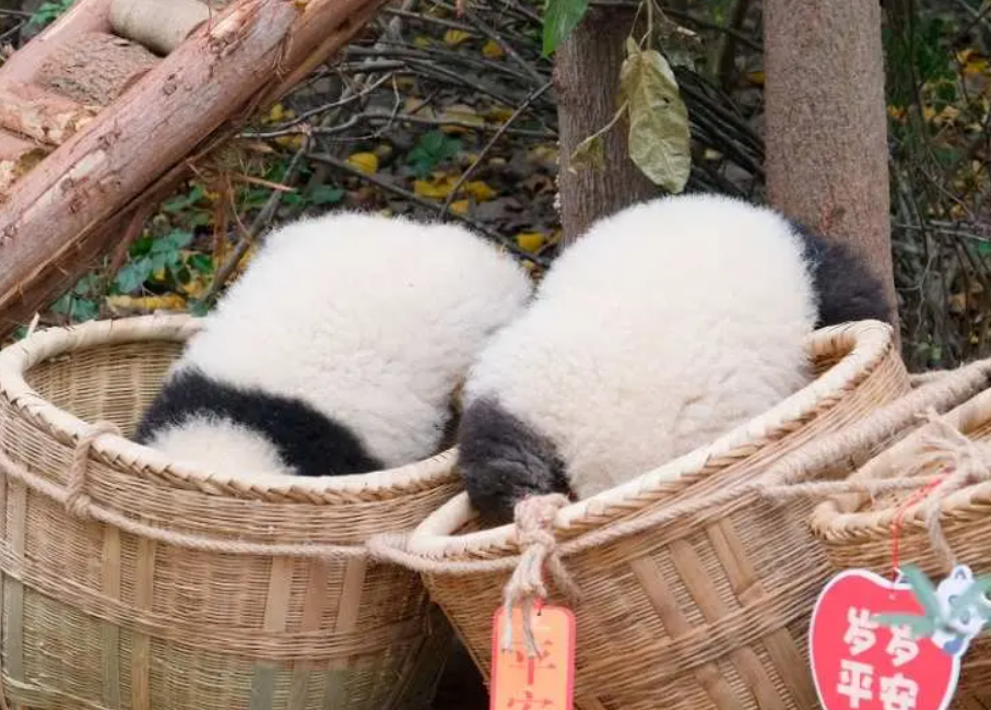 熊貓繁育研究基地