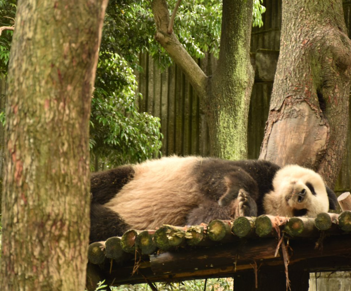 熊貓繁育研究基地