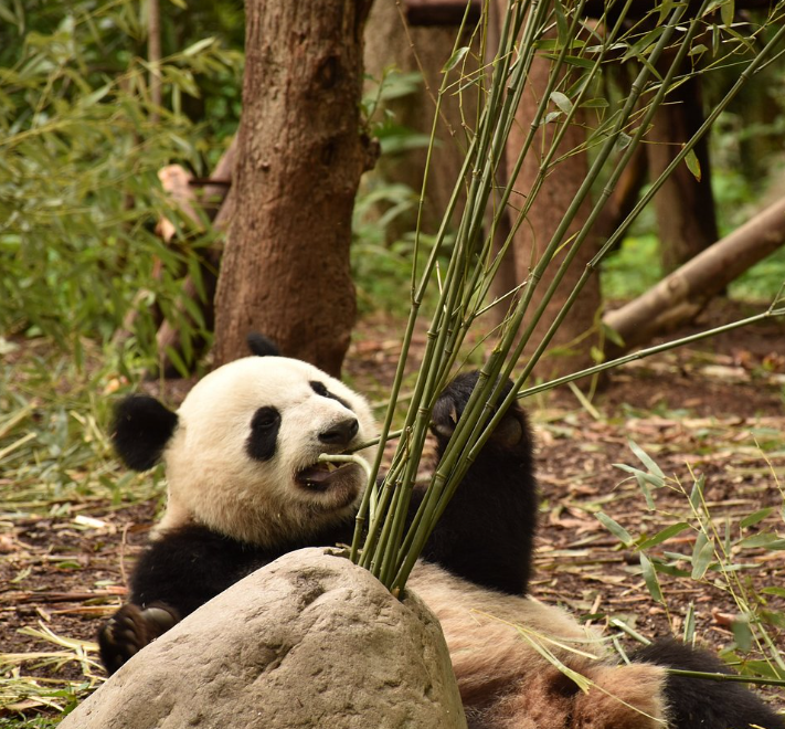 熊貓繁育研究基地