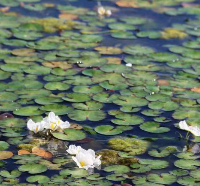 洱海生態廊道＋電瓶車