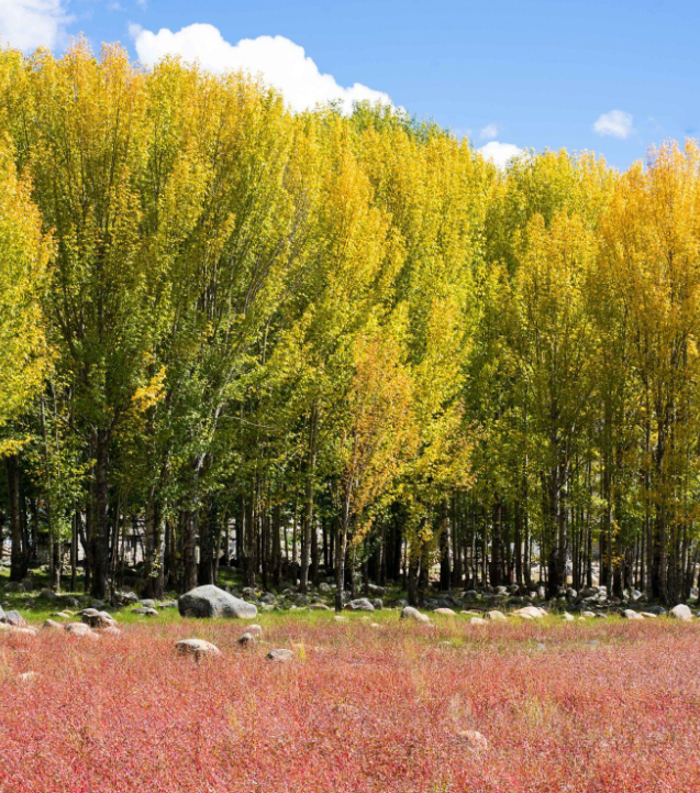 萬畝青楊林