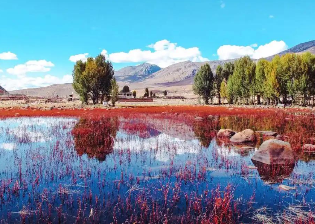 稻城桑堆紅草地