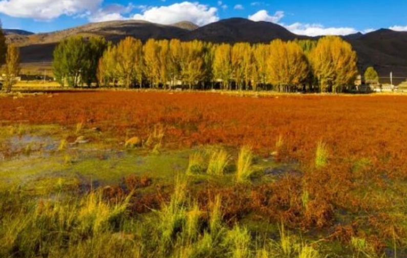 稻城桑堆紅草地