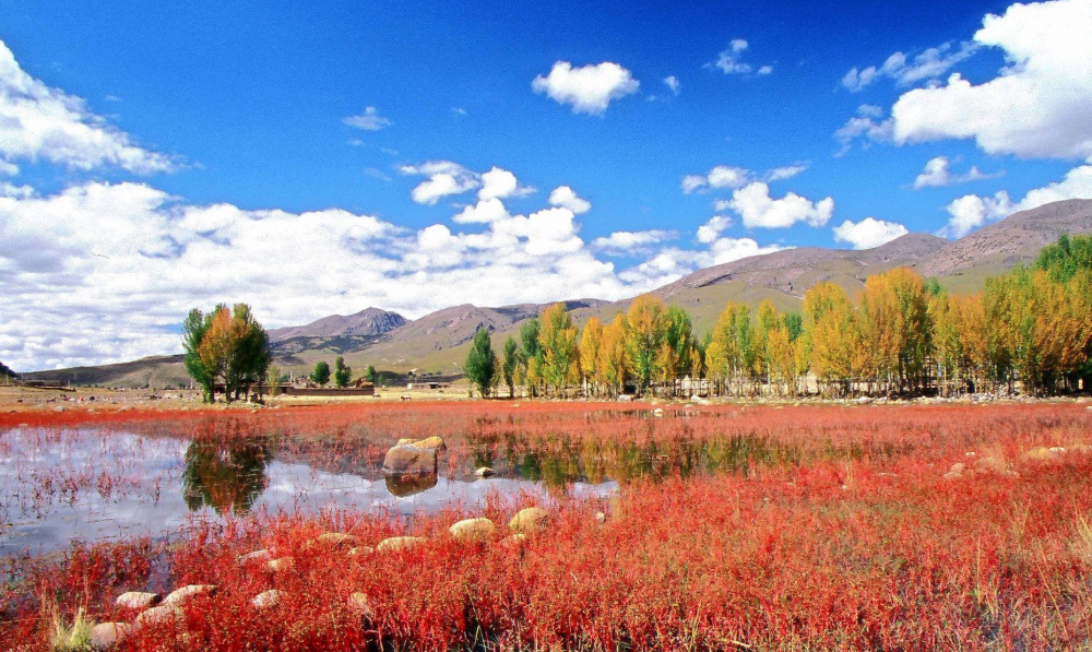 稻城桑堆紅草地