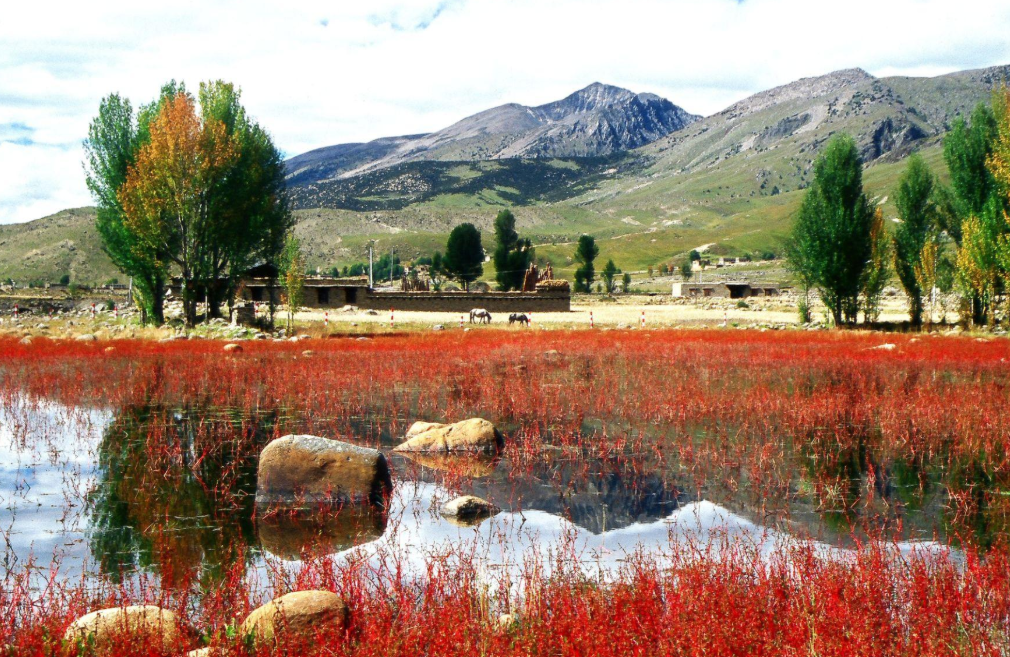 稻城桑堆紅草地