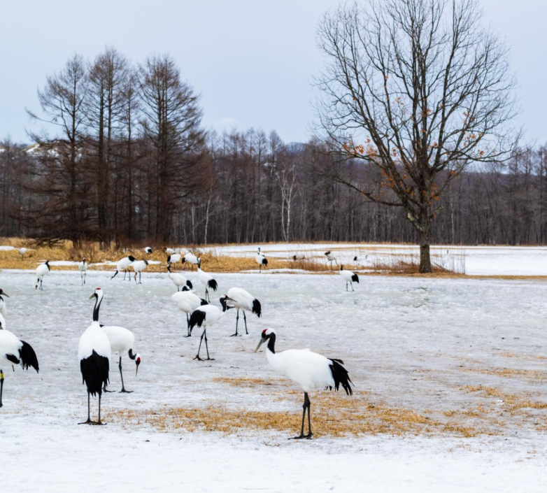 丹頂鶴公園