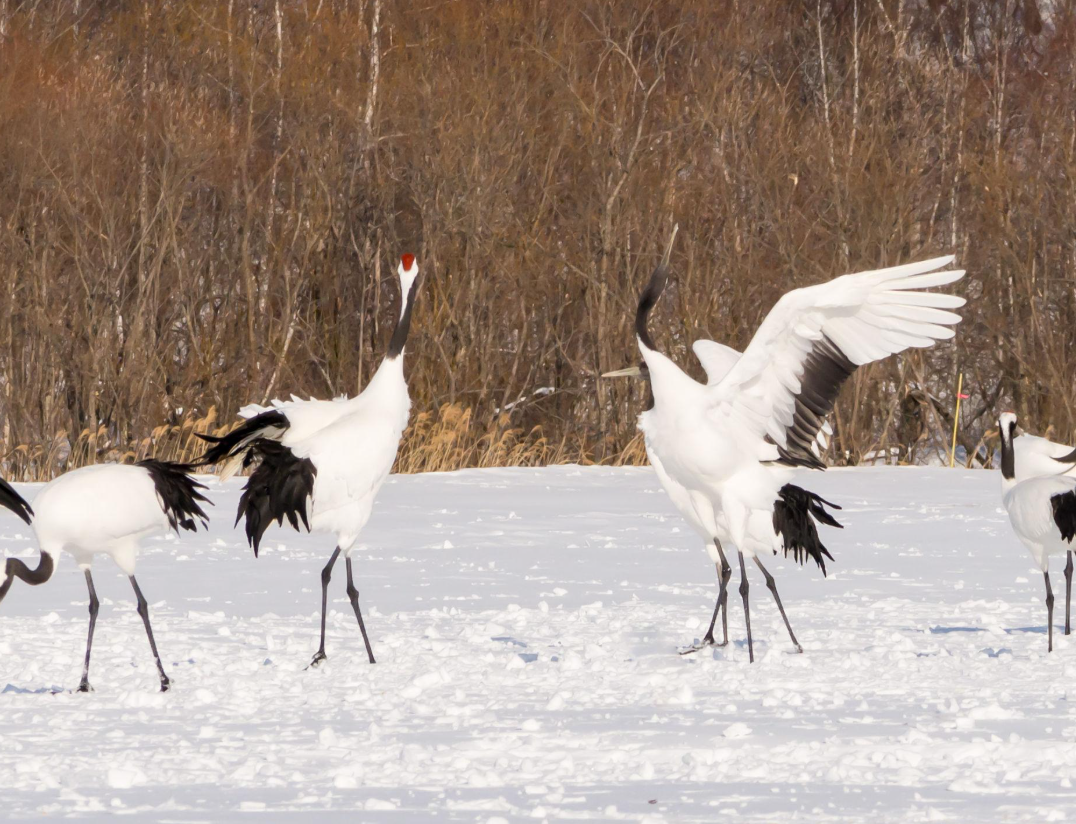 丹頂鶴公園