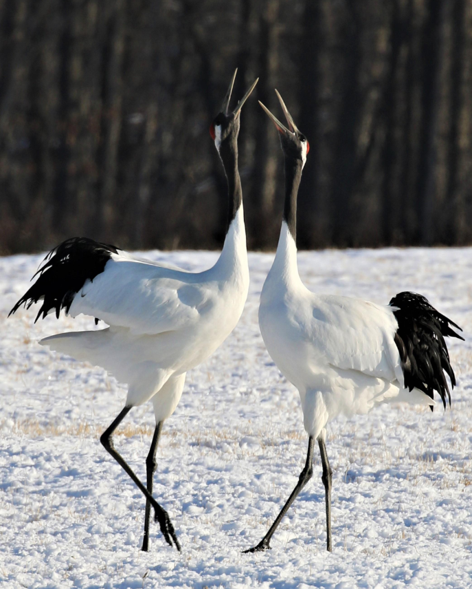 丹頂鶴公園