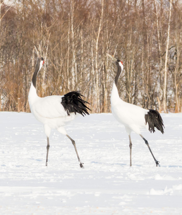 丹頂鶴公園