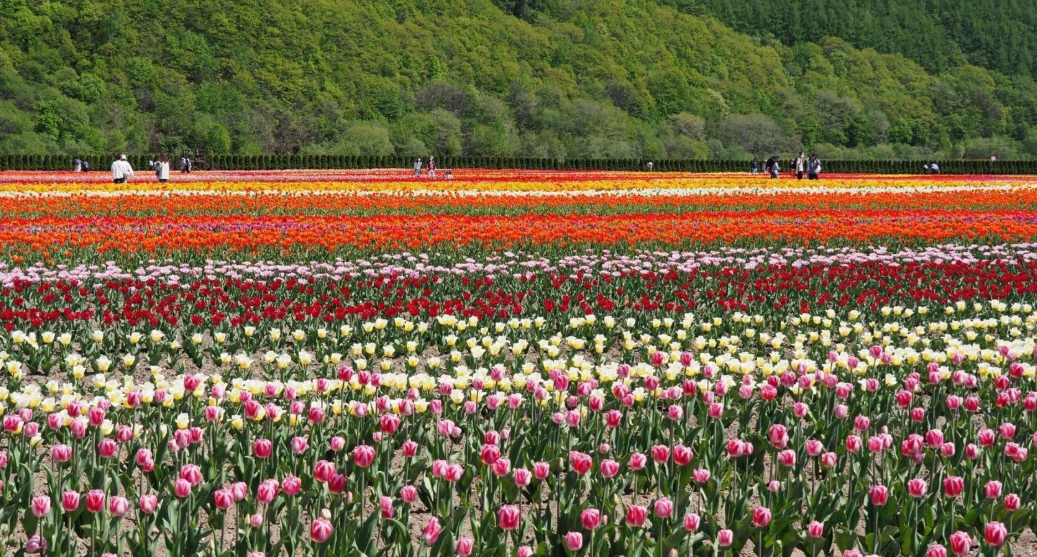 上湧別鬱金香公園