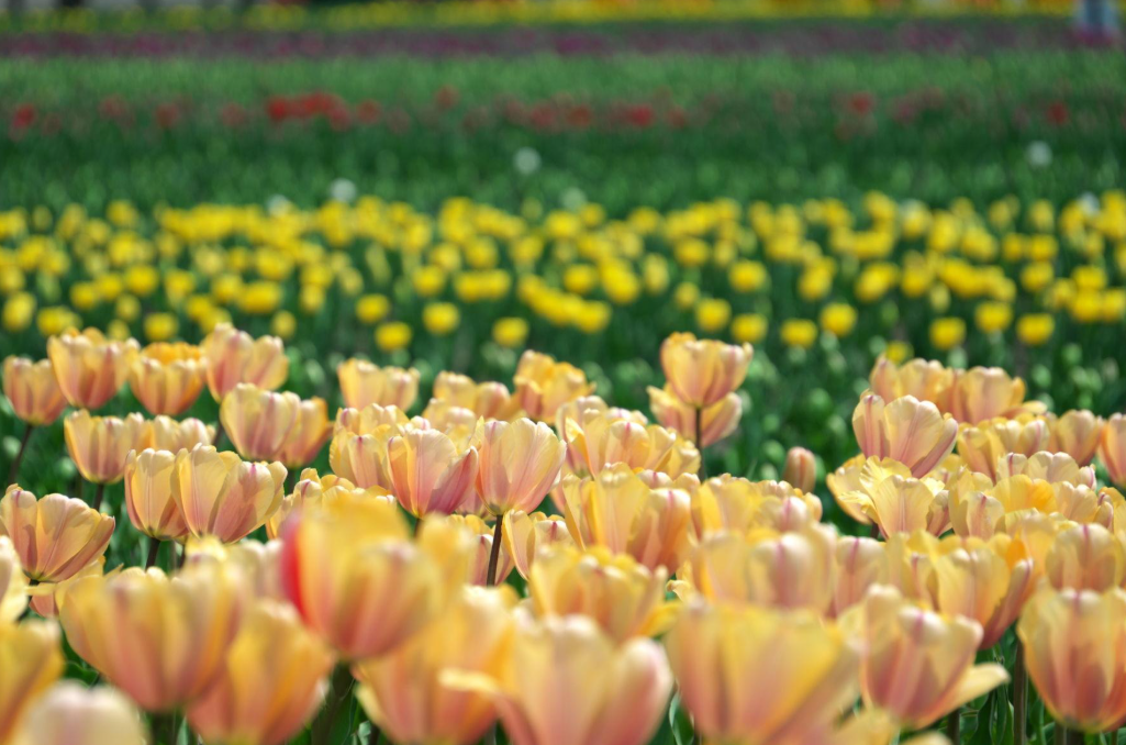 上湧別鬱金香公園