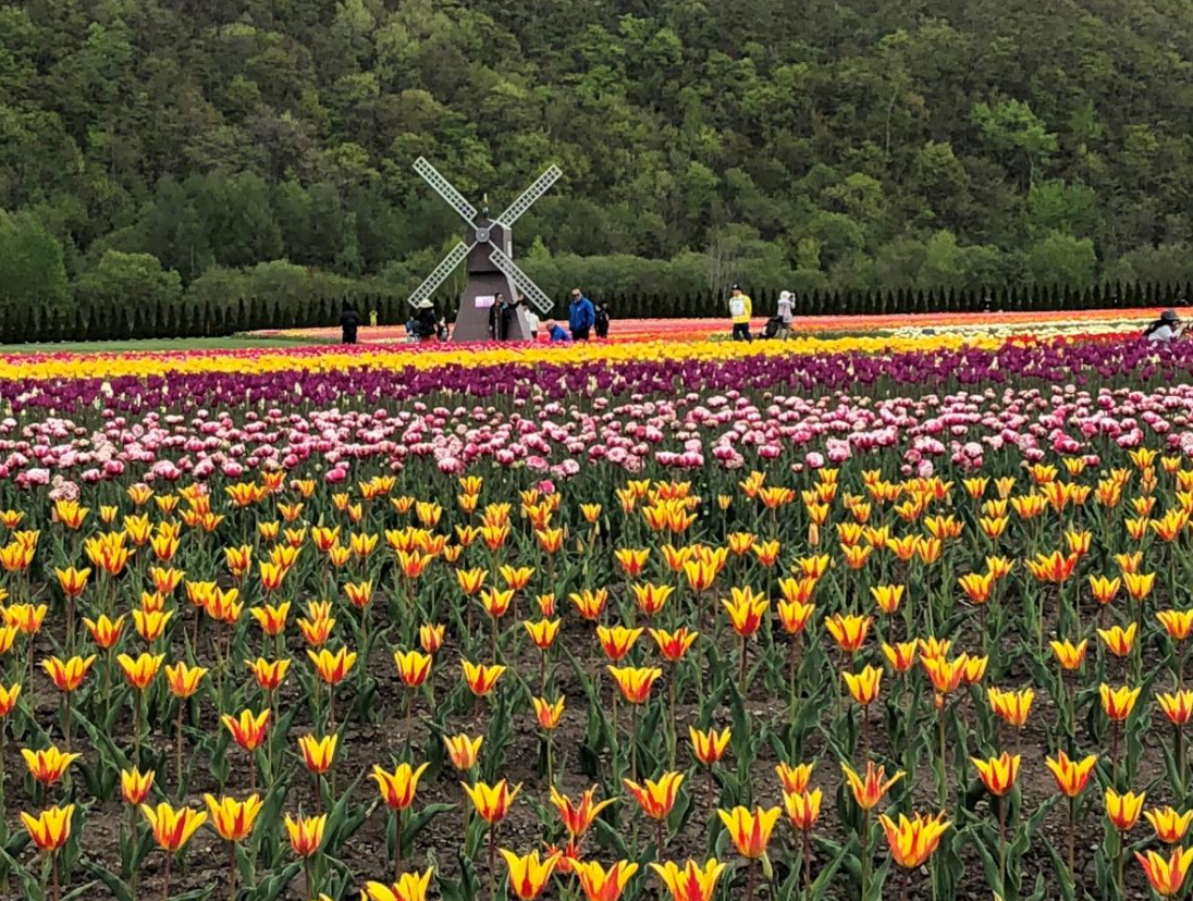 上湧別鬱金香公園